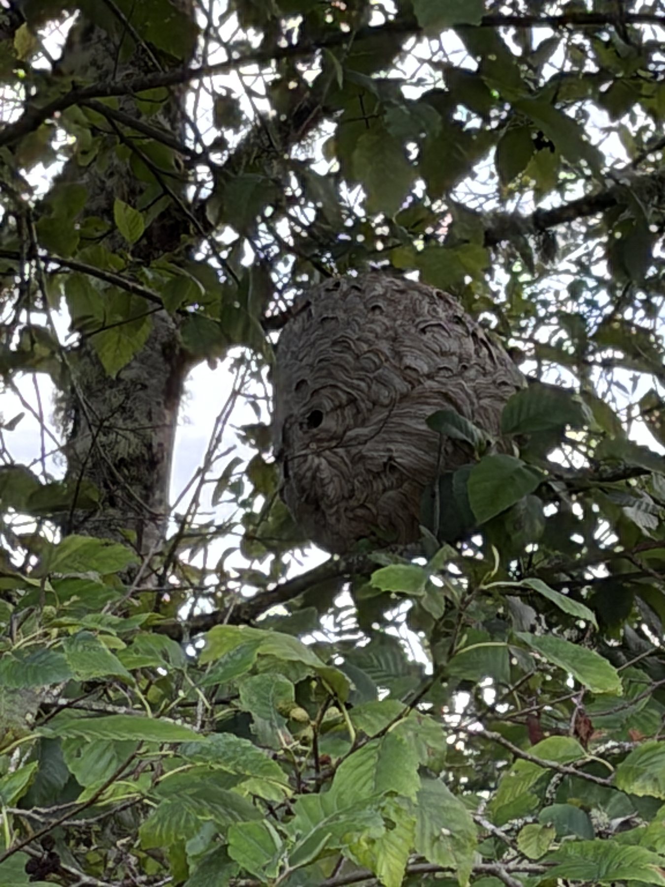 Large aerial hornet nest documented in a tree during local service