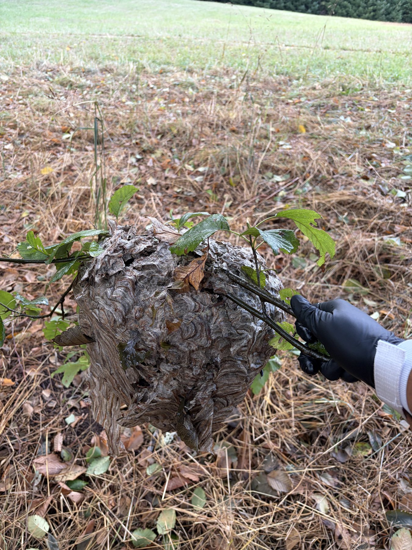 Large aerial hornet nest removed from an accessible location during local service