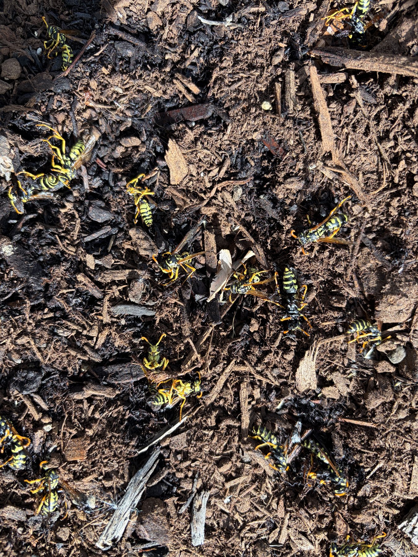 Yellowjacket activity documented at a ground-level nest area